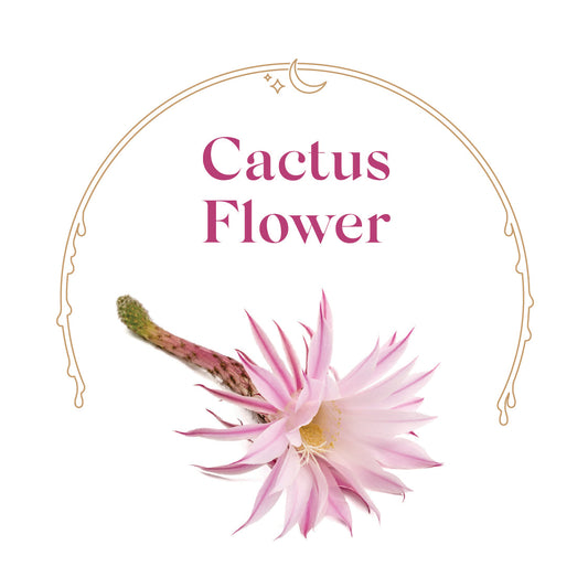 Cactus Flower - House Scented Candle 8 oz