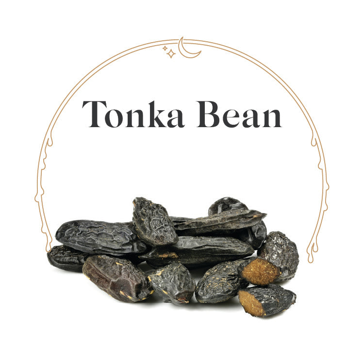 Tonka Bean - House Scented Candle 8 oz