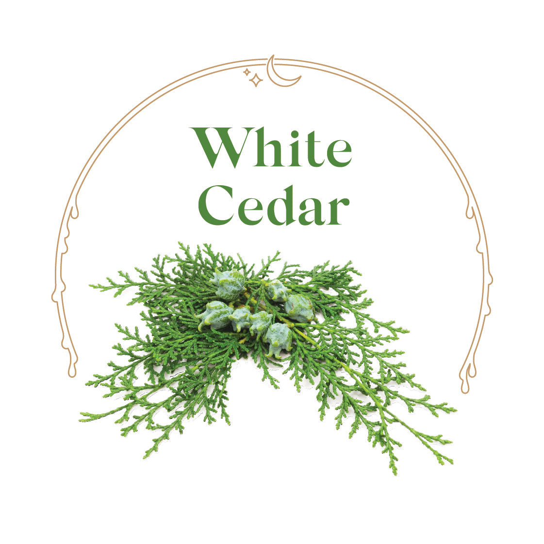 White Cedar - House Scented Candle 8 oz
