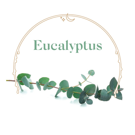 Eucalyptus - House Scented Candle 8 oz