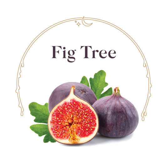 Fig Tree - House Scented Candle 8 oz